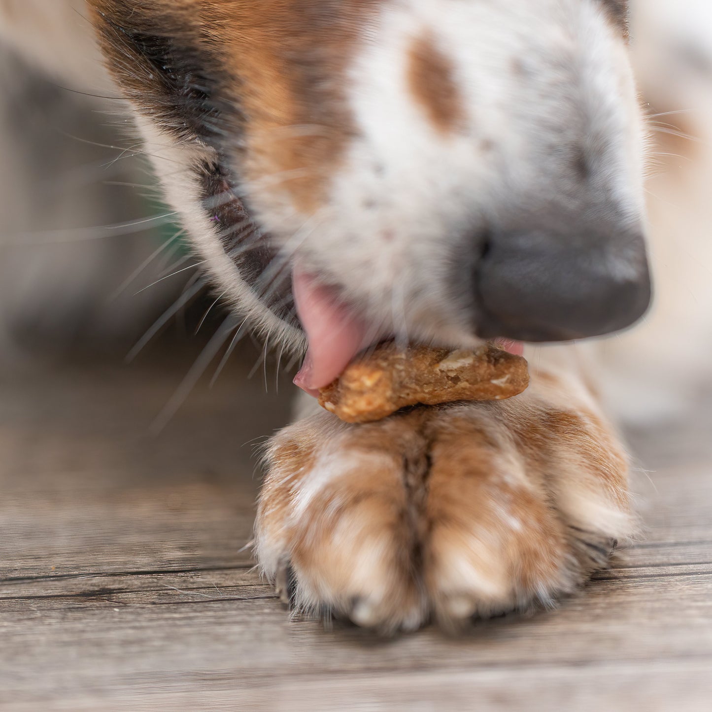 Best Dog Treats